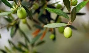 Bir Zeytin Tanesiyle Başlayan Hikâye: Zeytineli ile Doğanın Kalbine Yolculuk