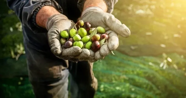 Çiftlikten Sofranıza: Zeytin Hasadının Yolculuğu