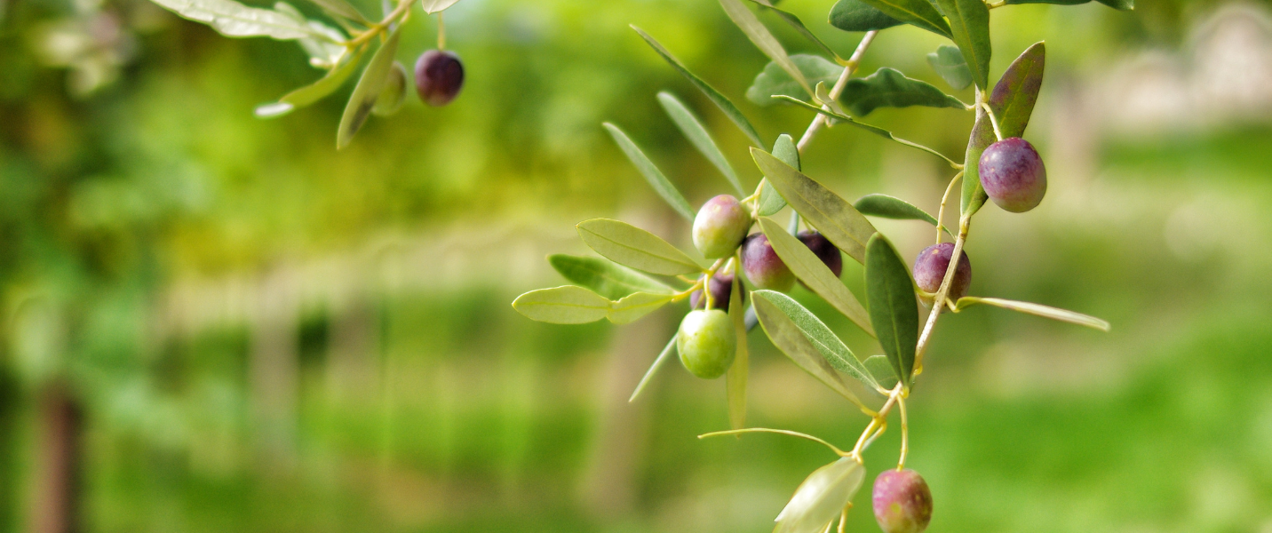 Doğal ve Katkısız Ürünler, Harika Bir Lezzet!